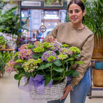 Comprar Cesta Romántica de Hortensias en Barcelona | Grupos de Plantas