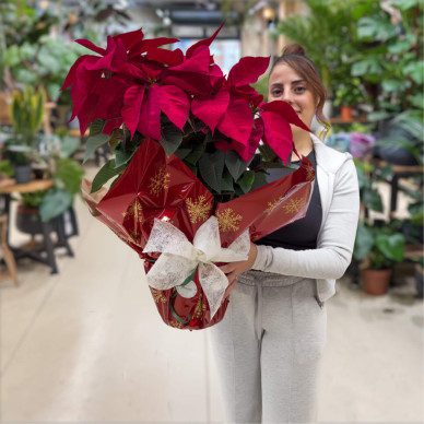 Compra Planta de Nadal a Barcelona | Flors de Pascua Poinsettia