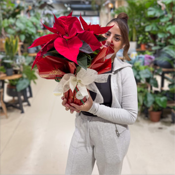 Compra Planta de Nadal a Barcelona | Flors de Pascua Poinsettia