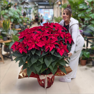 Comprar Poinsettia XL en Barcelona | Flores Pascua Poinsettias