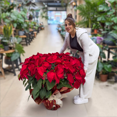 Compra Poinsettia Extra en Bol a Barcelona | Flors Pascua Poinsettia