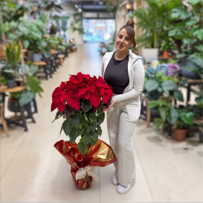 Compra Poinsettia Arbre a Barcelona | Nadal