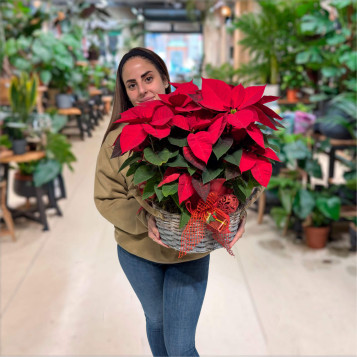 Compra Composició Poinsetties a Barcelona | Flors Pascua Poinsetties