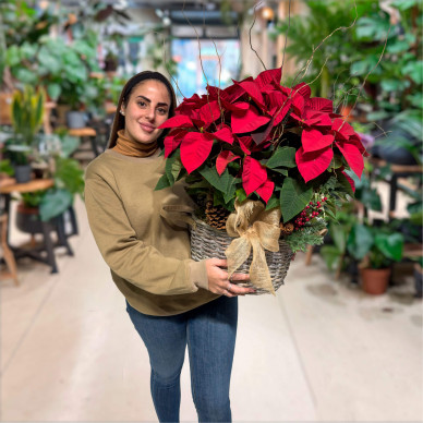 Comprar Composición Poinsettias en Barcelona |Flores Pascua Poinsettias 2