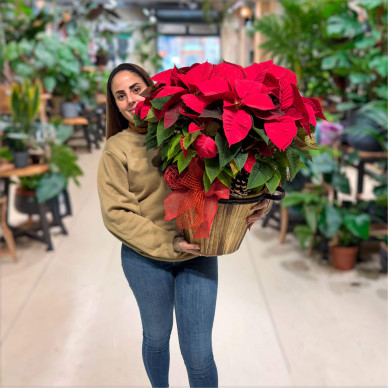 Ponsettia en base de madera elegante