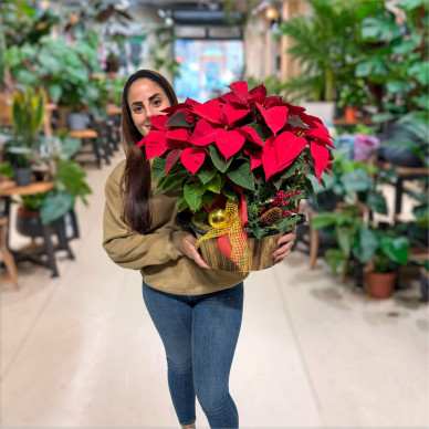 Ponsettia en base de madera elegante 2