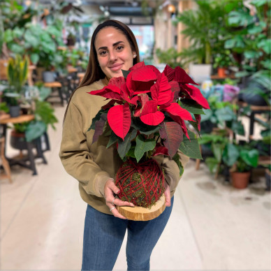 Kokedama de ponsettia