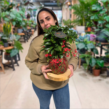 Kokedama de Ardisica