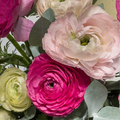 Ramo de ranúnculos rosados – Belleza delicada y toque romántico 2