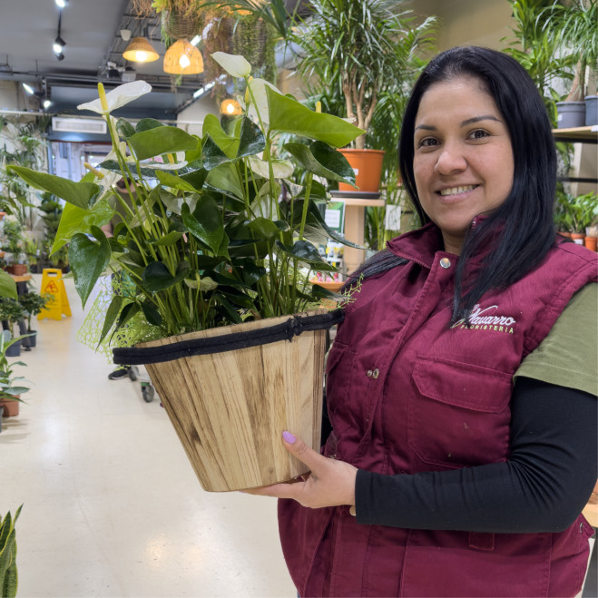 Compra Elegant Anthurium amb Test de Fibra a Barcelona | Plantes d'Interior