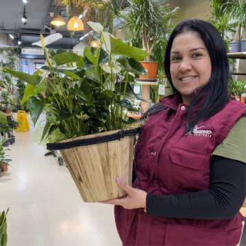 Compra Elegant Anthurium amb Test de Fibra a Barcelona | Plantes d'Interior