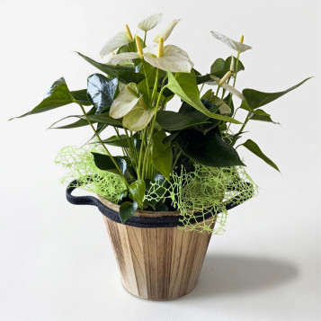 Compra Elegant Anthurium amb Test de Fibra a Barcelona | Plantes d'Interior