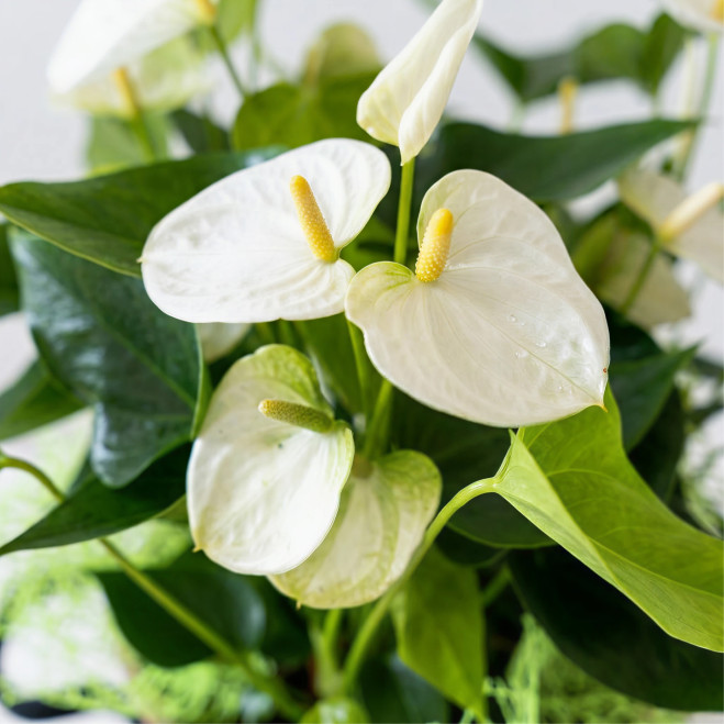 Compra Elegant Anthurium amb Test de Fibra a Barcelona | Plantes d'Interior