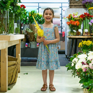 Comprar Laurel mediano en Barcelona | PALMAS Y PALMONES