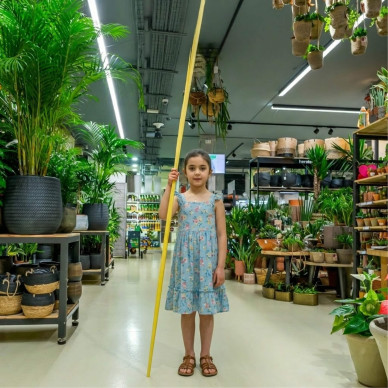 Comprar Princesa a Barcelona | PALMES I PALMONS