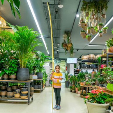 Comprar Augusta a Barcelona | PALMES I PALMONS