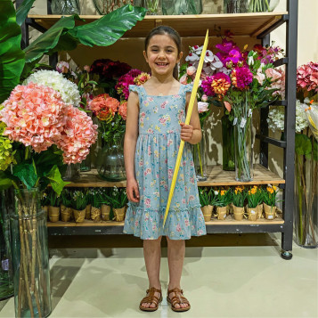 Compra Punta Fletxa a Barcelona | PALMES I PALMONS