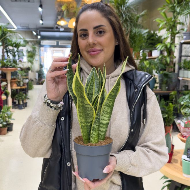 Comprar Sanseviera en Barcelona | Plantas de Interior