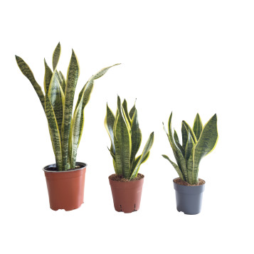 Comprar Sanseviera en Barcelona | Plantas de Interior