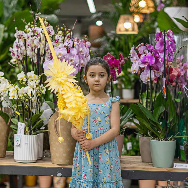 Comprar Lis a Barcelona | PALMES I PALMONS