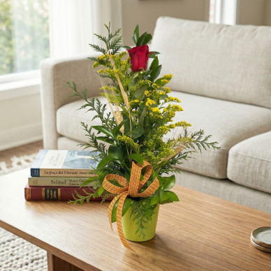 Cilindro con rosa roja y lazo de senyera | Regalo original Sant Jordi 2