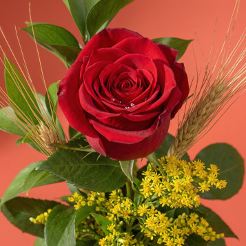 Rosa roja en base de madera con espiga | Regalo Sant Jordi elegante