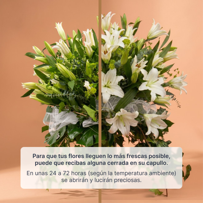 Compra Preciós gerro de lilium oriental a Barcelona | Centres de Flors