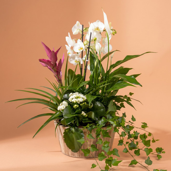 Comprar Grupo de Plantas Turanika en Barcelona | Plantas