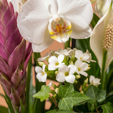 Comprar Grupo de Plantas Turanika en Barcelona | Plantas 2