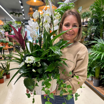 Comprar Grupo de Plantas Turanika en Barcelona | Plantas