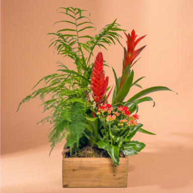 Comprar Selva a Casa a Barcelona | FLORS DIA DE LA MARE