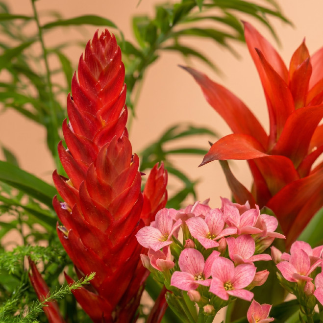 Comprar Selva a Casa a Barcelona | FLORS DIA DE LA MARE