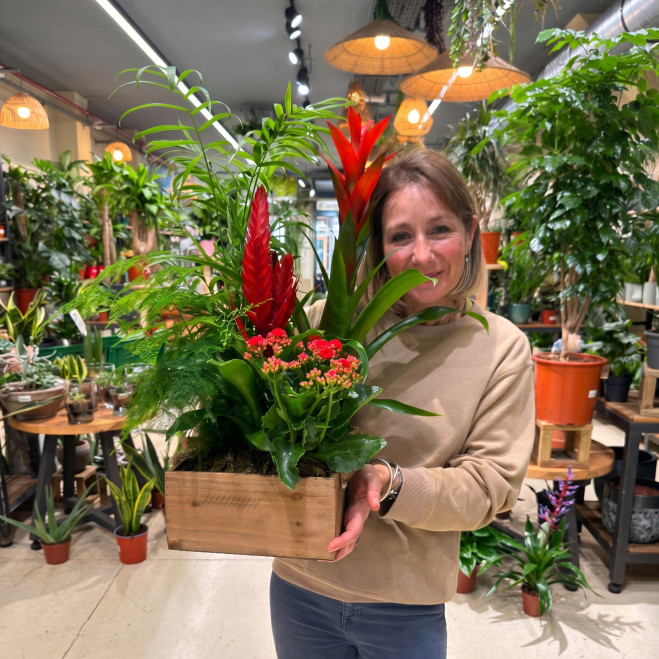 Comprar Selva a Casa a Barcelona | FLORS DIA DE LA MARE