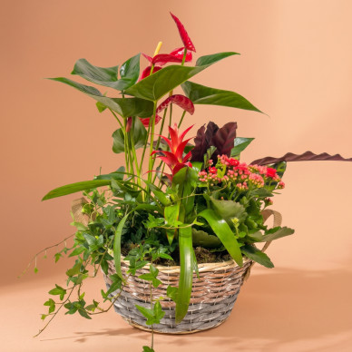 Comprar Passió Natural a Barcelona | FLORS DIA DE LA MARE