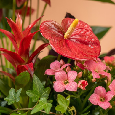 Comprar Passió Natural a Barcelona | FLORS DIA DE LA MARE 2