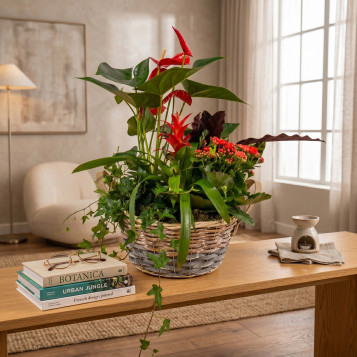 Comprar Passió Natural a Barcelona | FLORS DIA DE LA MARE
