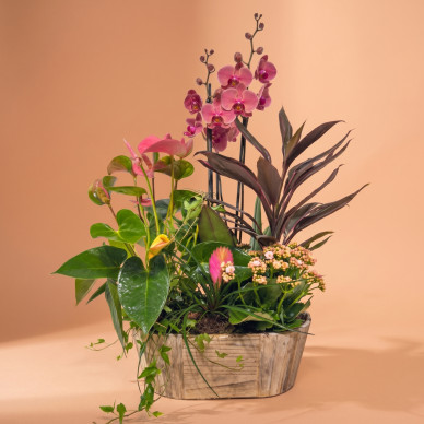 Comprar Encant Rosa a Barcelona | FLORS DIA DE LA MARE