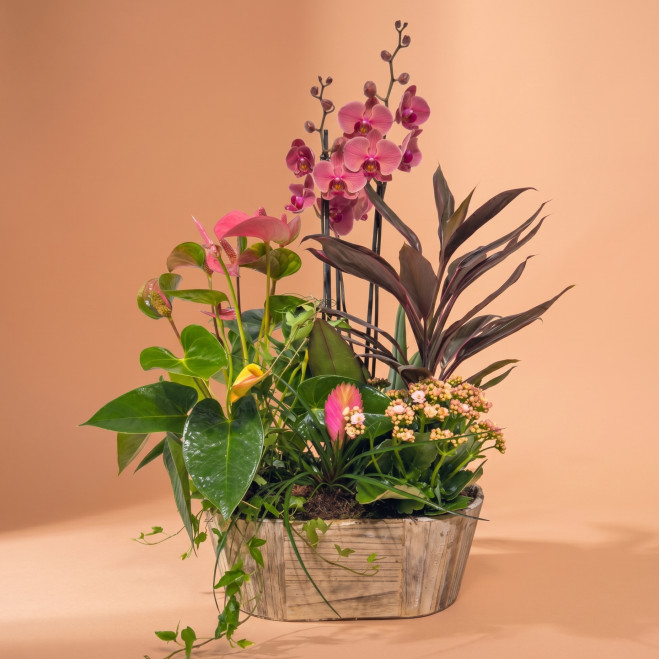 Comprar Encant Rosa a Barcelona | FLORS DIA DE LA MARE