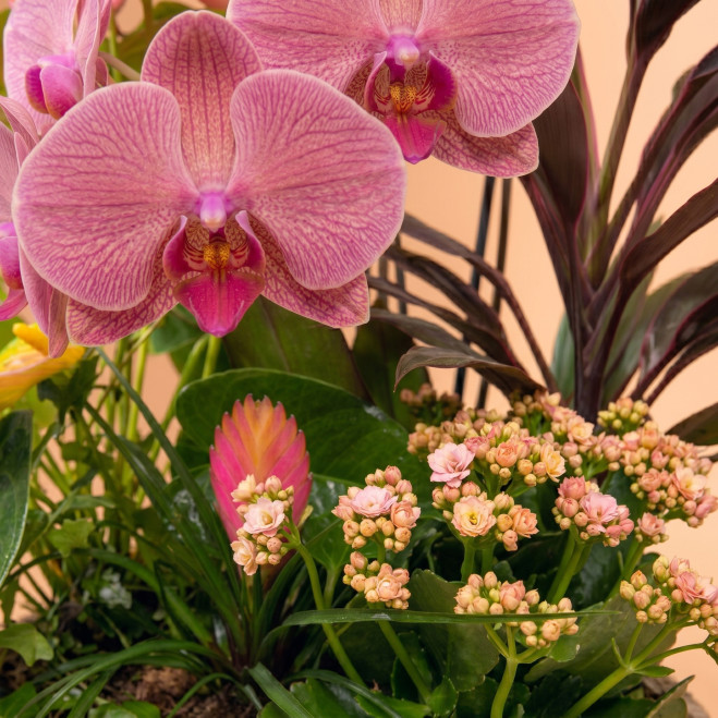 Comprar Encanto Rosa en Barcelona | FLORES DÍA DE LA MADRE