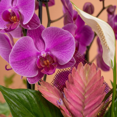 Comprar Composición Exótica en Cerámica en Barcelona | Grupos de Plantas 2