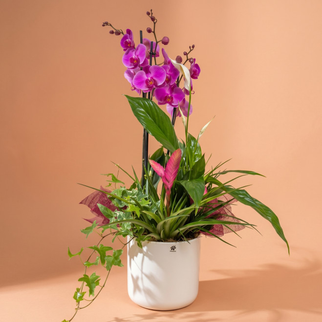 Comprar Composición Exótica en Cerámica en Barcelona | Grupos de Plantas