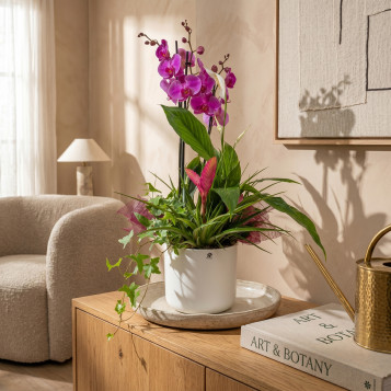 Compra Composició Exòtica en Ceràmica a Barcelona | Grups de Plantes