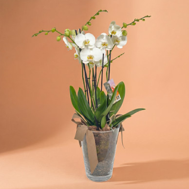 Orquídea Blanca Phalaenopsis en Maceta de Cristal | Planta Decorativa Elegante