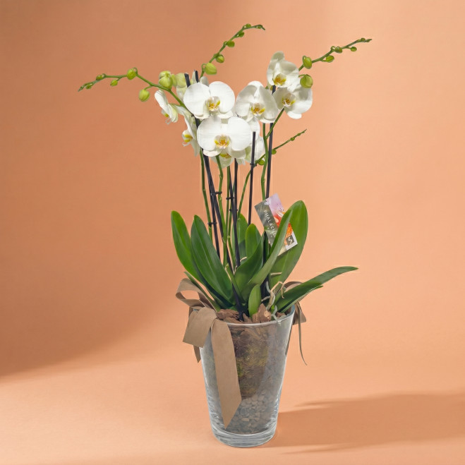 Orquídea Blanca Phalaenopsis en Maceta de Cristal | Planta Decorativa Elegante