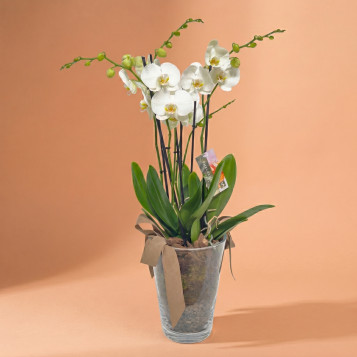 Orquídea Blanca Phalaenopsis en Maceta de Cristal | Planta Decorativa Elegante