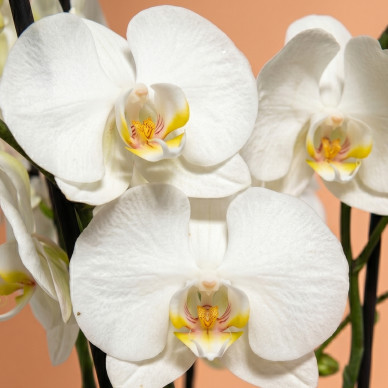 Orquídea Blanca Phalaenopsis en Maceta de Cristal | Planta Decorativa Elegante 2