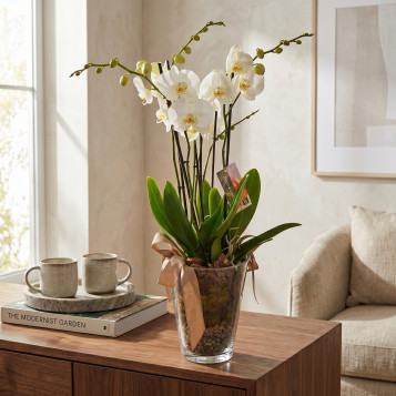 Orquídea Blanca Phalaenopsis en Maceta de Cristal | Planta Decorativa Elegante