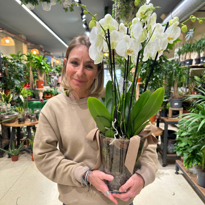 Orquídea Blanca Phalaenopsis en Maceta de Cristal | Planta Decorativa Elegante