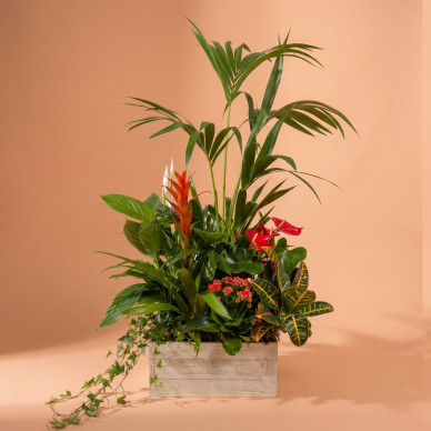 Grupo de Plantas Luxury | Decoración Natural Premium para Hogar u Oficina