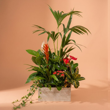 Grupo de Plantas Luxury | Decoración Natural Premium para Hogar u Oficina